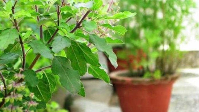 Tulsi Plant Rules: Don't forget to plant Tulsi plant in these 5 places, your home will be destroyed