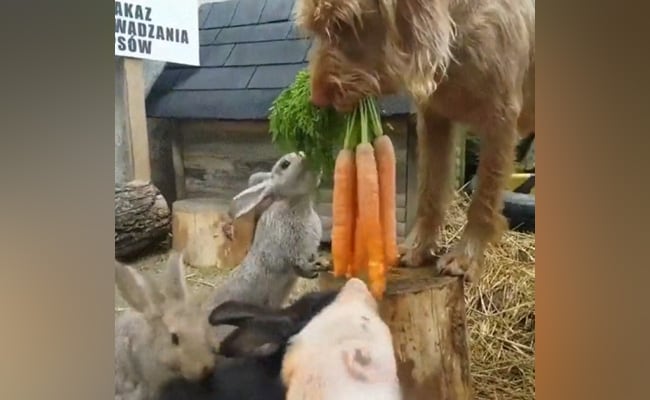 Dog made friendship with the rabbit, fed everyone carrots, after watching the video, they would say - all are true friends