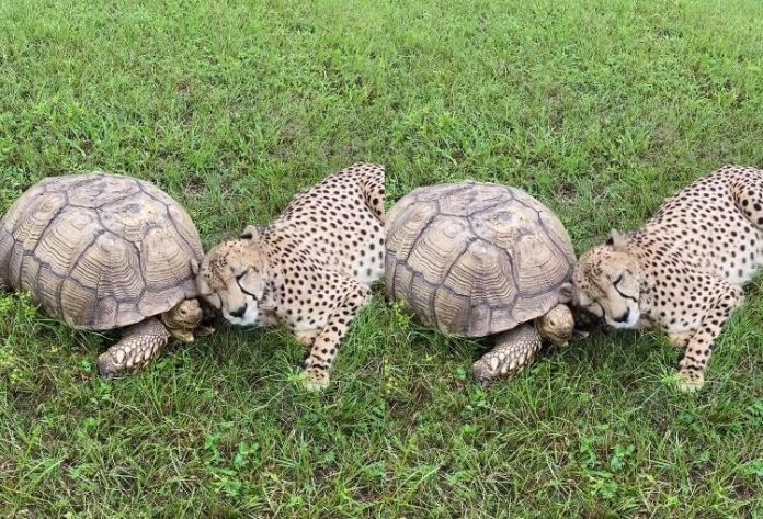 Video of leopard baby having fun with turtle went viral, people said - there is friendship between the two