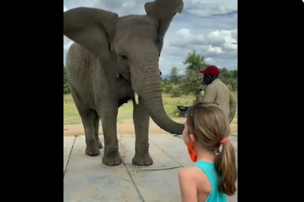 Viral Video: Girl started dancing in front of the elephant, seeing the elephant also imitated it, fluttering its ears and started swinging