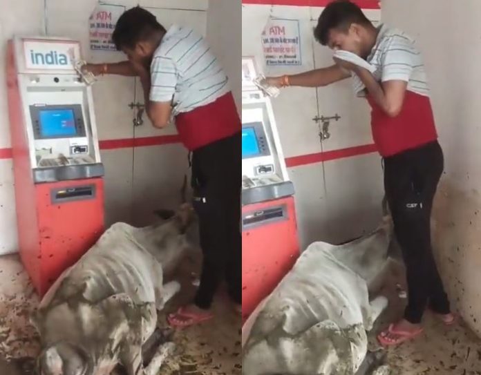 Viral Video Thinking of ATM as a tabela, the cow sitting,by dung created filth - watch video