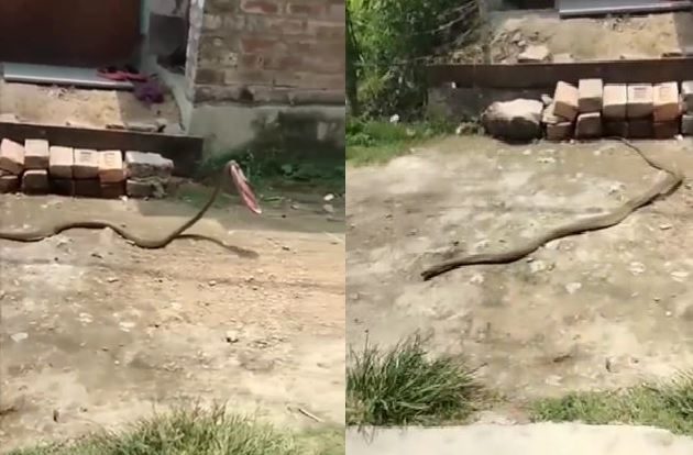 Chappal Chor: Woman threw slippers out of fear, then poisonous snake ran away with it, video went viral Chappal Chor: Woman threw slippers out of fear, then poisonous snake ran away with it, video went viral