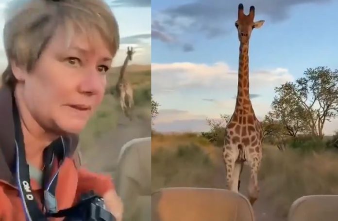 VIDEO: Angry giraffe lying behind tourist clicking photos; The driver was seen running the car after saving his life