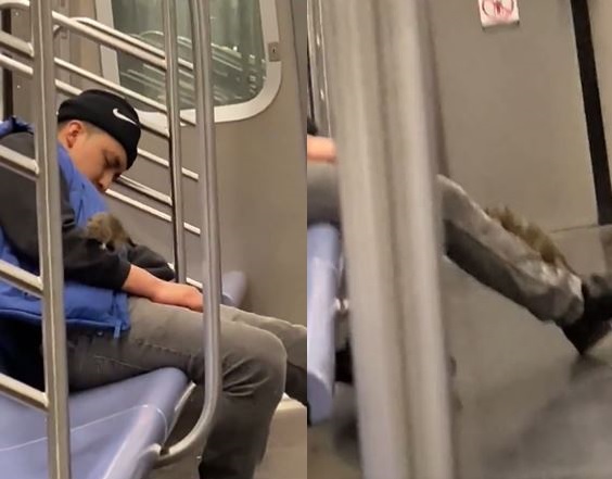 Viral Video Rat climbs on man in subway, hilarious video goes viral