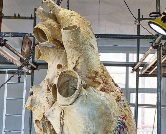 Blue whale's heart went viral on social media; Whose weight is 181 kg