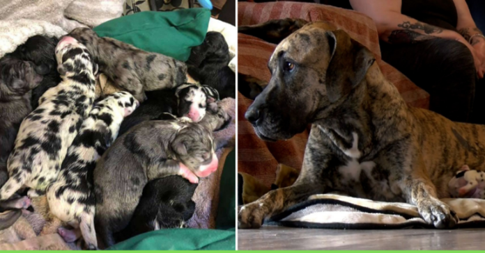 Great Dane Dog created world record for childbirth, gave birth to 21 puppies in 27 hours