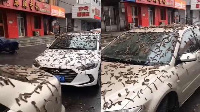 Viral Video: Worms rain in China, video from Beijing goes viral: Watch