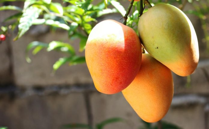 Nutritionists Tips : Is it important to soak mangoes before eating? Nutritionists answer, see here