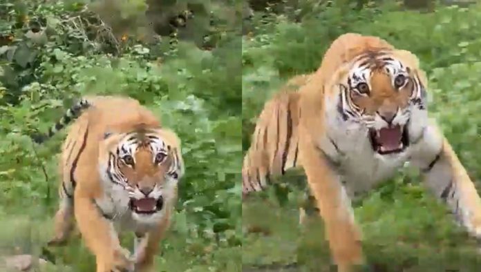 Viral Video: Tourists were taking photos of the tiger in the forest, the tiger got angry on seeing it, roaring and jumped on the tourists, then what happened...