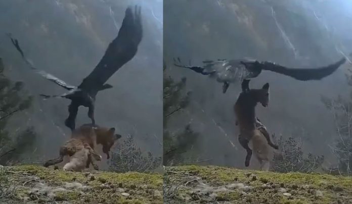 Video Viral: The hawk hunted such a big fox, then caught it in its claws and flew away Video Viral: The hawk hunted such a big fox, then caught it in its claws and flew away
