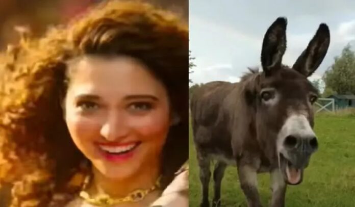 Donkey dances on Tamannaah Bhatia's song ' Kaavaalaa', can't stop laughing after watching the video Donkey dances on Tamannaah Bhatia's song ' Kaavaalaa', can't stop laughing after watching the video