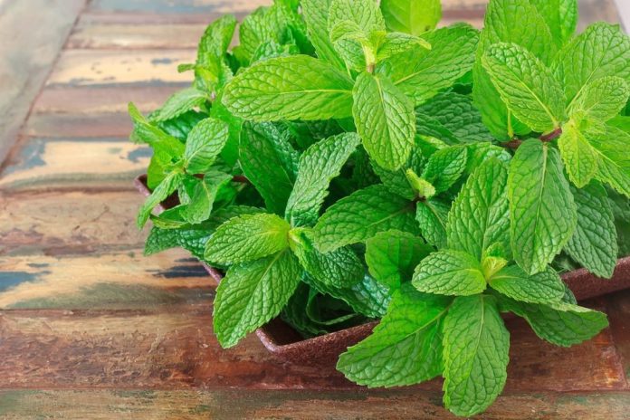 Mint Leaves Benefits: From increasing digestive power to weight loss, know the countless benefits of mint leaves.