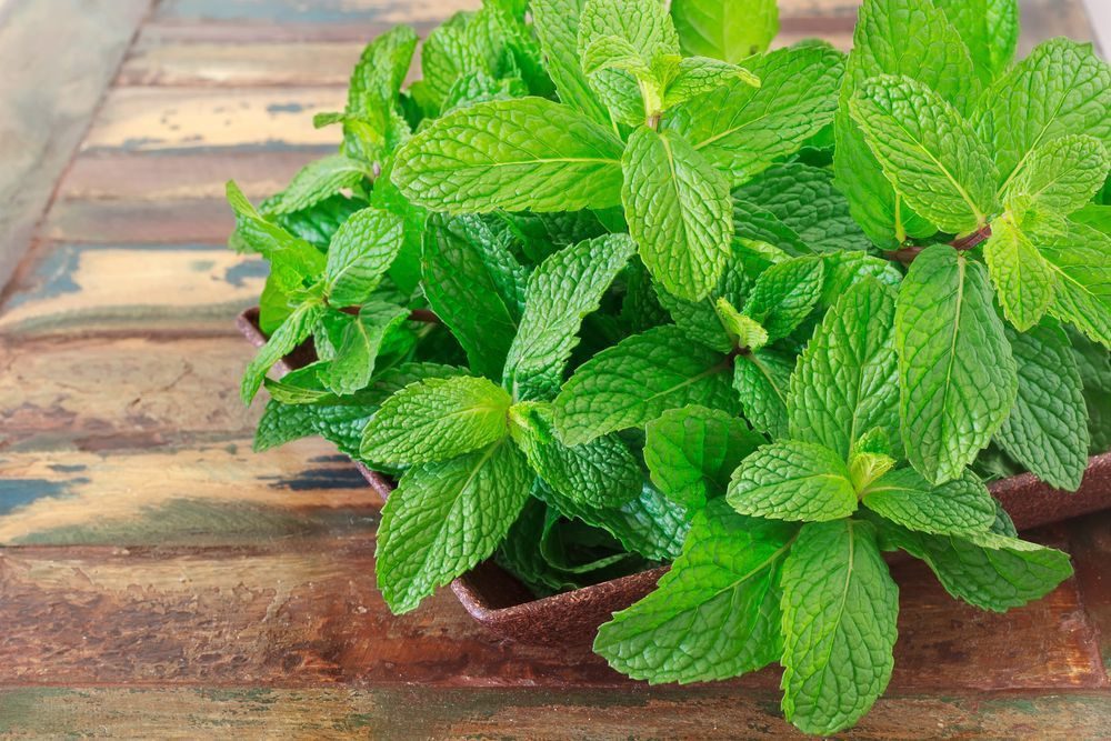 Mint Leaves Benefits From increasing digestive power to weight loss