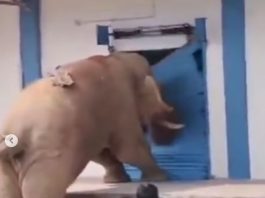 Elephant created a ruckus when it did not get food; Amazing video went viral