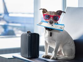New Flight Service Special flight started in this country for dogs, know how much is the fare