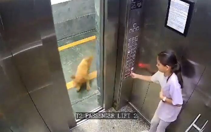 VIDEO: Dog bit girl after entering lift of Noida Apartment