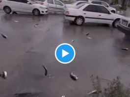 Viral video: Fish rained from the sky in this country, users surprised after seeing viral video