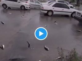 Viral video: Fish rained from the sky in this country, users surprised after seeing viral video Viral video: Fish rained from the sky in this country, users surprised after seeing viral video