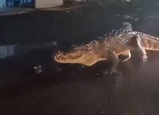 8 feet long crocodile found on the streets of Maharashtra, video goes viral 8 feet long crocodile found on the streets of Maharashtra, video goes viral