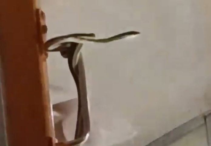 Video of a poisonous snake travelling with passengers in an AC coach in India goes viral Video of a poisonous snake travelling with passengers in an AC coach in India goes viral