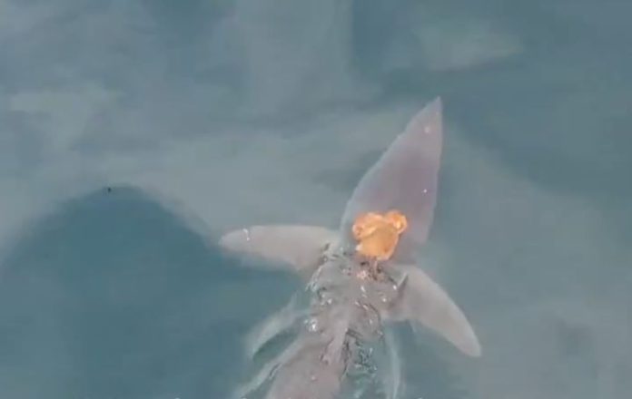 Octopus took a ride on the back of a shark - video goes viral Octopus took a ride on the back of a shark - video goes viral