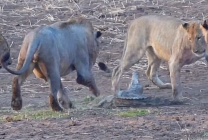 Viral Video: Crocodile fought alone with 4 lions, you will get goosebumps seeing the scene of death