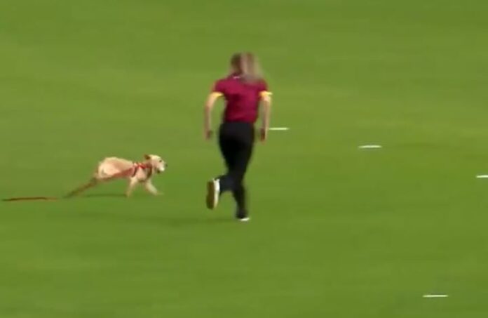 Video: Dog runs away from cricket match with ball in its mouth, fielders chase it, funny video goes viral