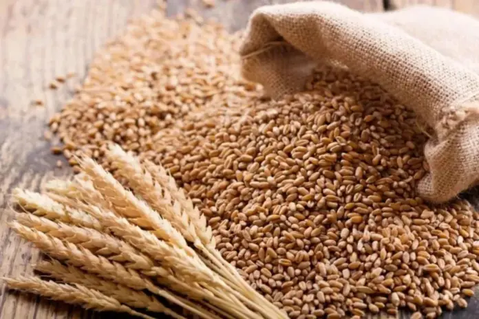 Yogi government's gift to UP farmers, wheat MSP fixed at ₹2,585 per quintal