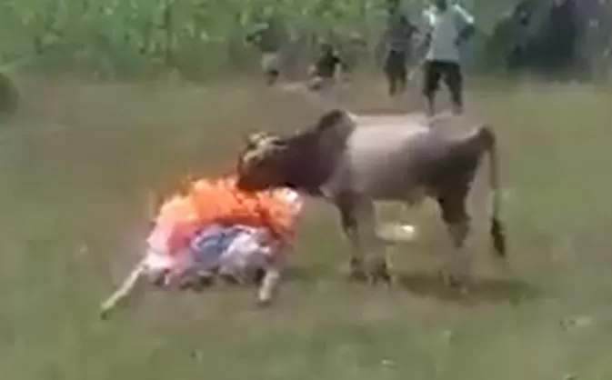 Viral Video Calf started crying loudly on the death of the owner, seeing the love, people got the last rites done from the calf itself.