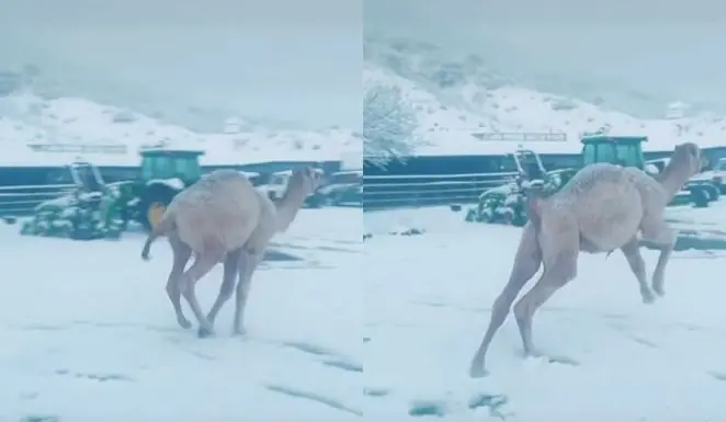 Viral Video: Seeing the snowfall, the camel jumped with joy, did such a dance, the video went viral