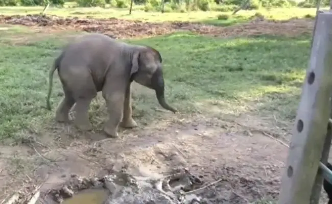 Baby elephant ran by pressing its tail on seeing the goat, you will be laughing after watching VIDEO