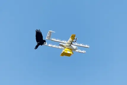 Crow attacked the drone that came to deliver coffee, you will not believe your own eyes after watching the video