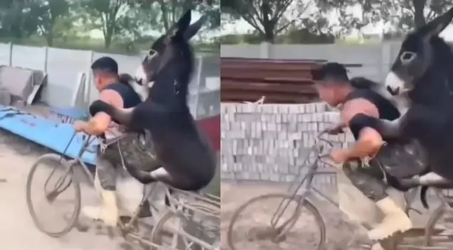 Video of riding a donkey on a bicycle went viral, watch here