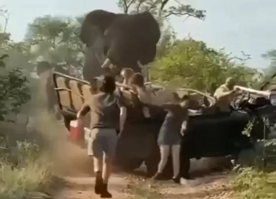 Angry elephant attack on jungle safari, and people video goes viral on social Angry elephant attacks on jungle safari, video of attack goes viral on social media
