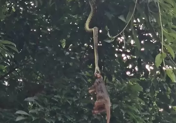 Python hung from a tree for 12 hours holding its prey in its jaws, you will get goosebumps after watching the video