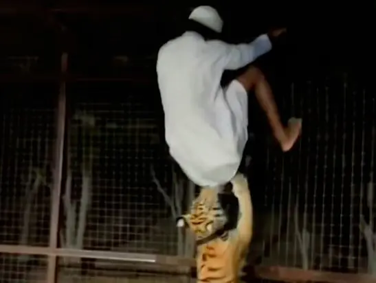 Video: Boy trapped in tiger's enclosure, you will be shocked after watching the video