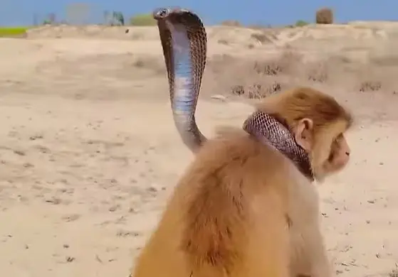 Video: People were stunned to see the friendship between monkey and cobra, video went viral