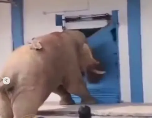 Elephant created a ruckus when it did not get food; Amazing video went viral