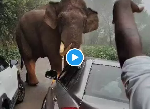 Elephant Attack Video: Wild elephant attacks car passengers, you will be shocked to see what happened next