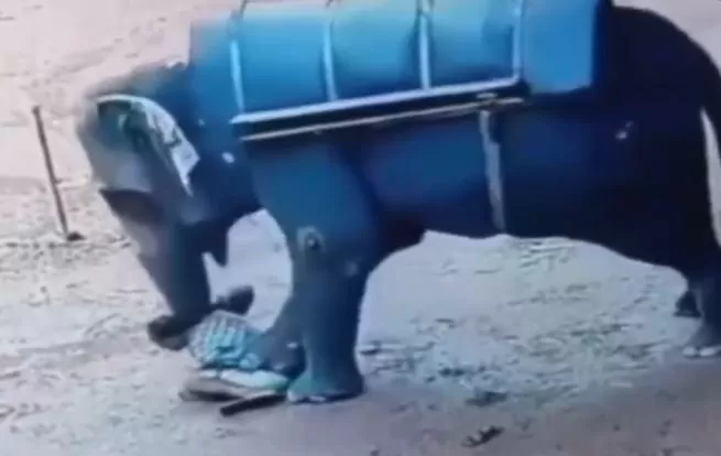 Viral Video: Elephant got angry after being harassed repeatedly by mahout, crushed him to death