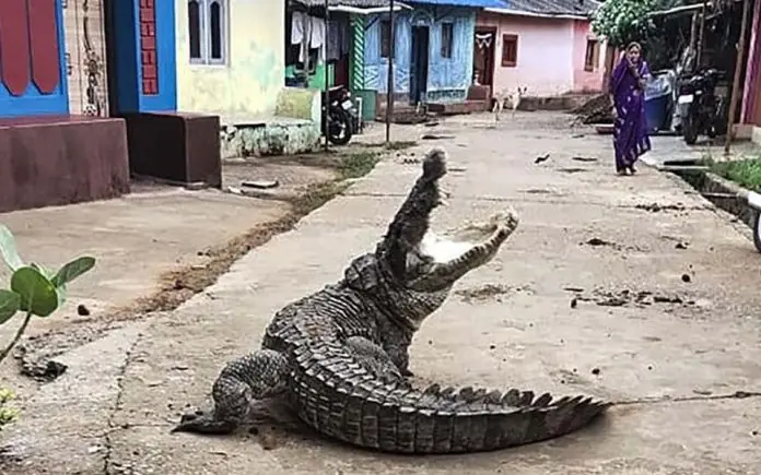 Crocodile Video: Crocodile seen walking in the streets of the village, people got scared seeing the sight