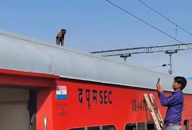 Monkey travels 180 km sitting on the roof of a train, video of Chattisgarh Express goes viral