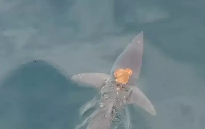 Octopus took a ride on the back of a shark - video goes viral