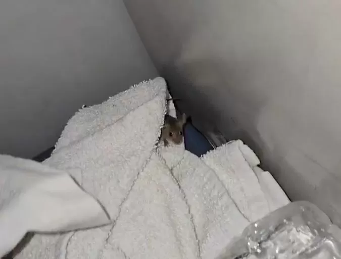 Passenger spotted rat on 2AC seat in train, users raised questions after watching the video!