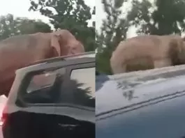 Elephant reached the middle of the road to clear the traffic jam, the video of the elephant went viral