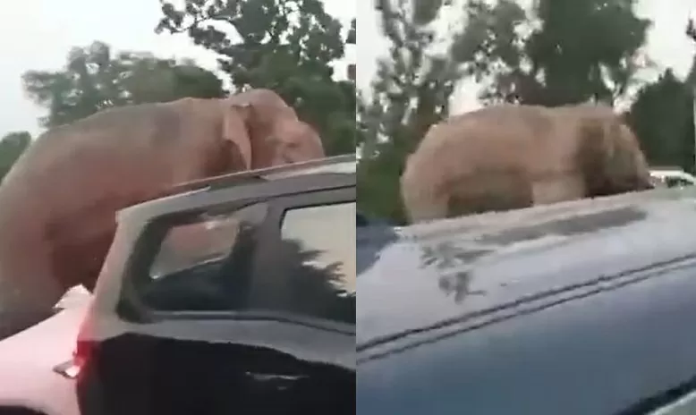 Elephant reached the middle of the road to clear the traffic jam, the video of the elephant went viral