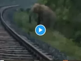 Elephant gave birth to a baby on railway track, train driver stopped goods train for two hours