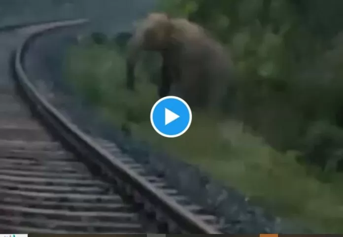 Elephant gave birth to a baby on railway track, train driver stopped goods train for two hours
