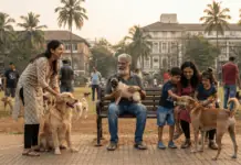 Dog owners, beware! Failure to do this will result in a fine of ₹5,000. Learn the full story. Dog owners, beware! Failure to do this will result in a fine of ₹5,000. Learn the full story.