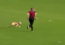 Video: Dog runs away from cricket match with ball in its mouth, fielders chase it, funny video goes viral Video: Dog runs away from cricket match with ball in its mouth, fielders chase it, funny video goes viral